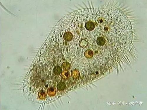 蟹纤毛虫病最佳治疗方法,盾形纤毛虫