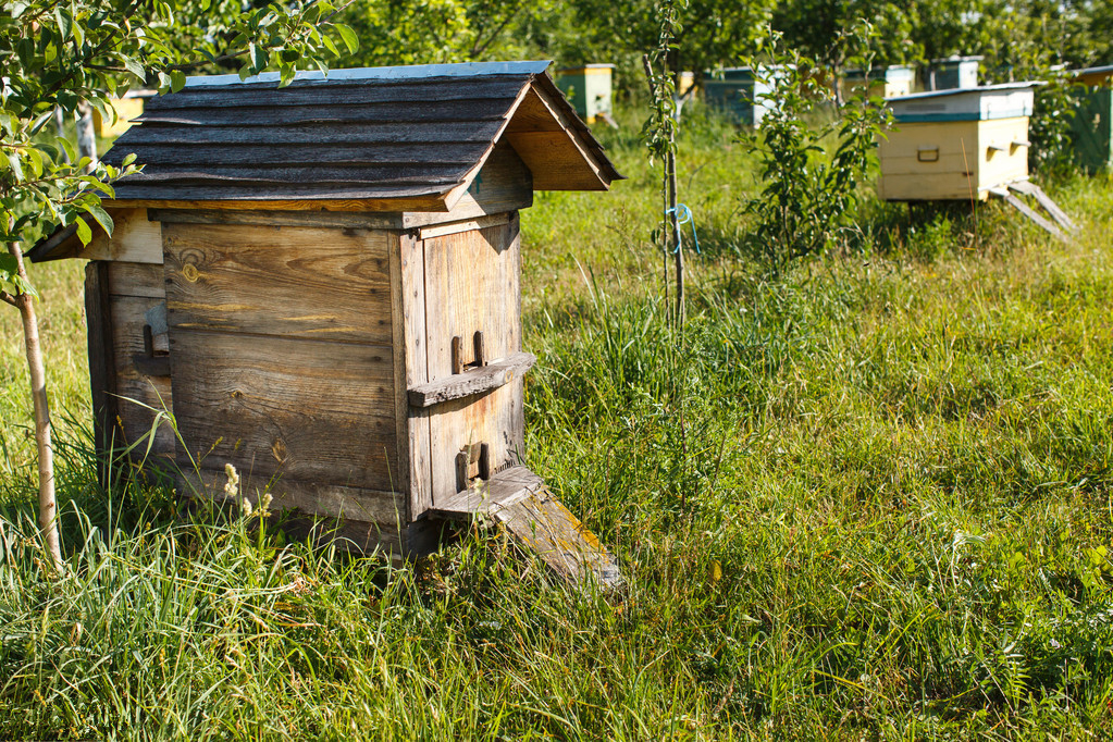 蜜蜂养殖技术｜处女蜂王成熟的过程及生产中应注意的问题