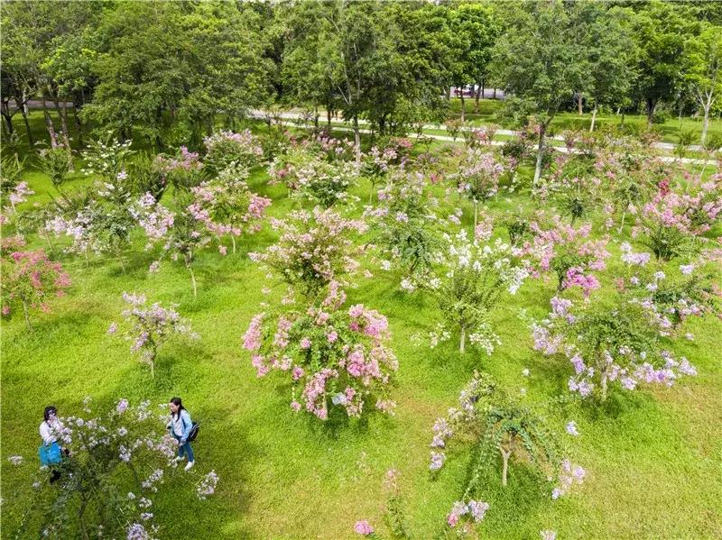 深圳莲花山真的美,深圳莲花山有什么特别的地方