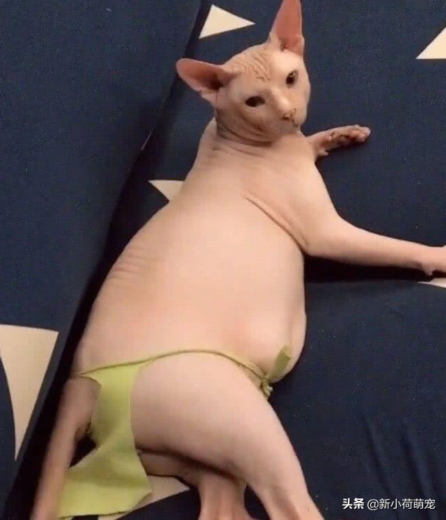 因无毛猫身体太过裸露，奶奶做了件衣服，网友却说诱惑力更大了