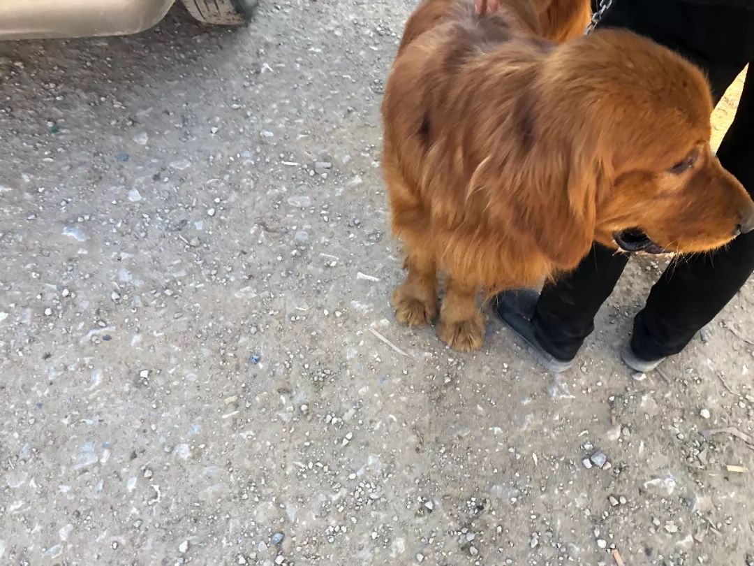 最新狗市金毛售卖,狗市买金毛狗50元