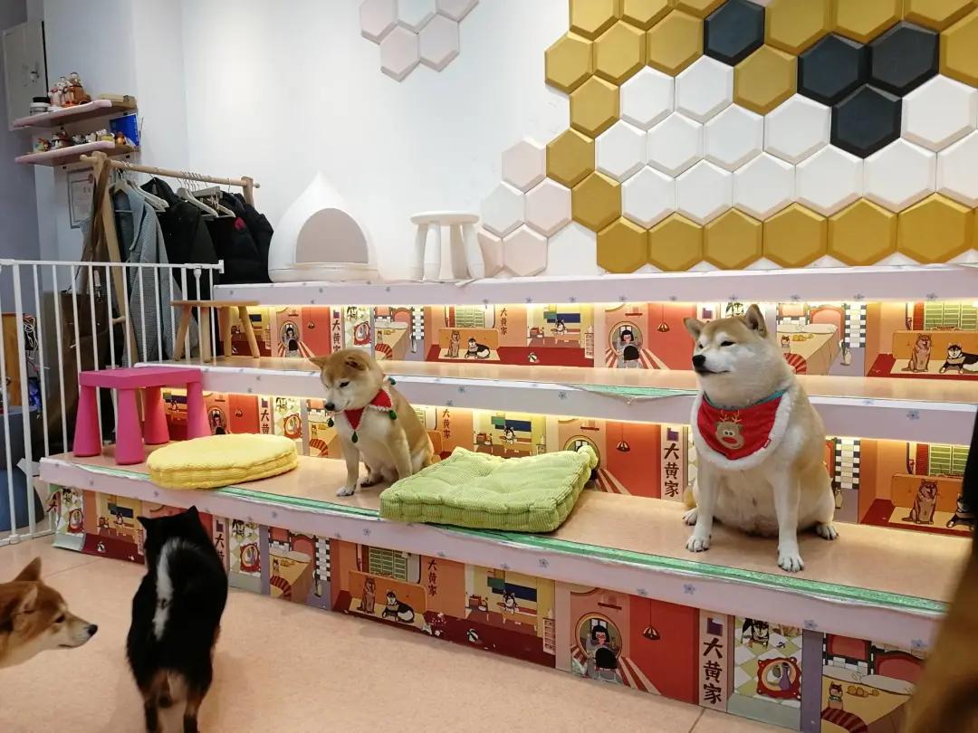 在三里屯体验网红狗咖｜求治愈遭狗子冷淡回应，顾客寥寥无几，我花89元看狗打架1小时