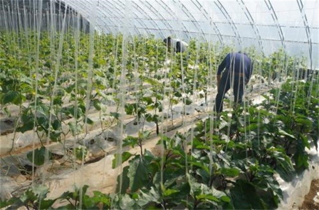 农药的正确使用方法有哪些,农药效果不好怎么给农户解释