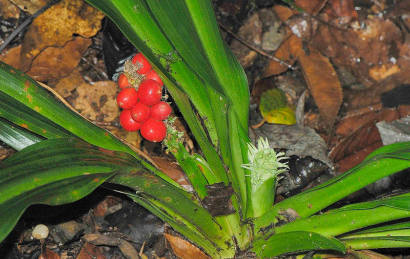 精灵之约•节气“植”说│上海的二十四节气花园小暑