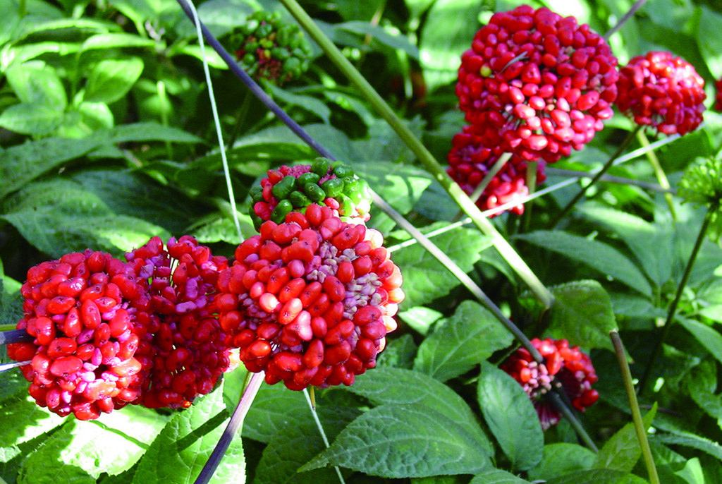 三七和金不换有什么区别,三七生长全过程原来是这样的