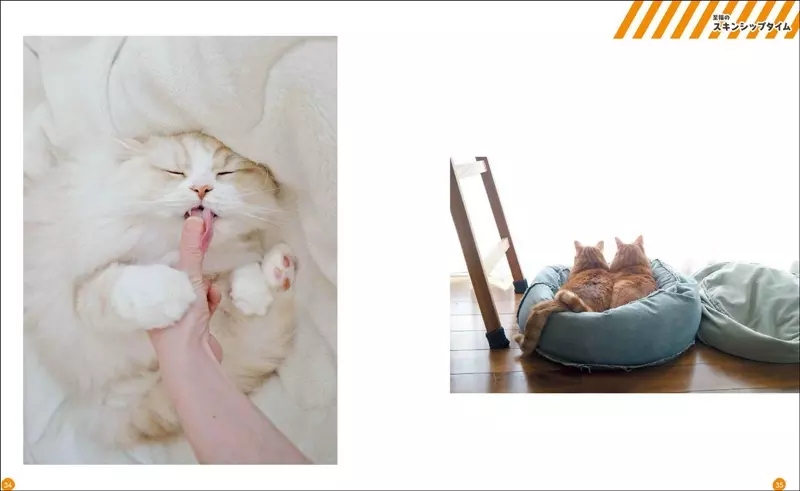 会打拳的猫叫什么,会打拳的猫发过的作品