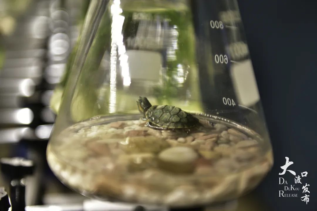 大渡口太空梦幻农场,大渡口万达广场太空梦幻农场