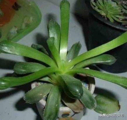 玉露养护小妙招,玉露有点黄怎么办