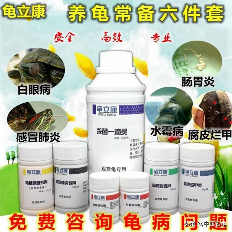 新手养龟快速入门教程,石金钱龟冬天怎么养新手必看