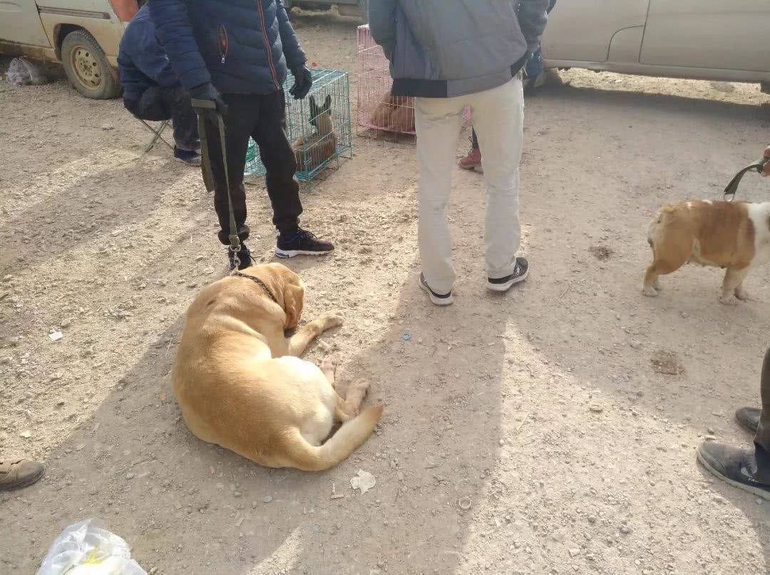 西安售卖拉布拉多犬多少钱一只,附近卖拉布拉多犬幼犬卖多少钱