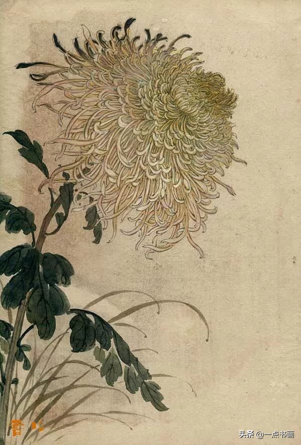 缪谷瑛菊花国画作品专辑,缪谷瑛菊花画法