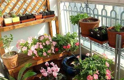 如何改善板结的养花土,花盆土壤板结怎么样松土不伤根