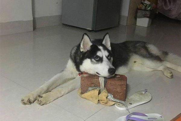 想养哈士奇但怕它拆家,哈士奇被父母遛的不拆家了