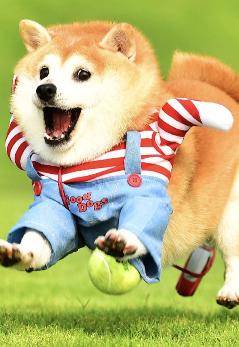 柴犬优缺点合集，给准备购入的你一个参考