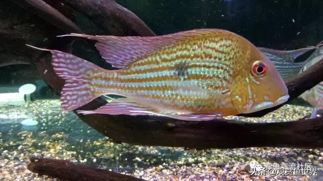 食土鲷一般多大尺寸,食土鲷哪个品种小一点