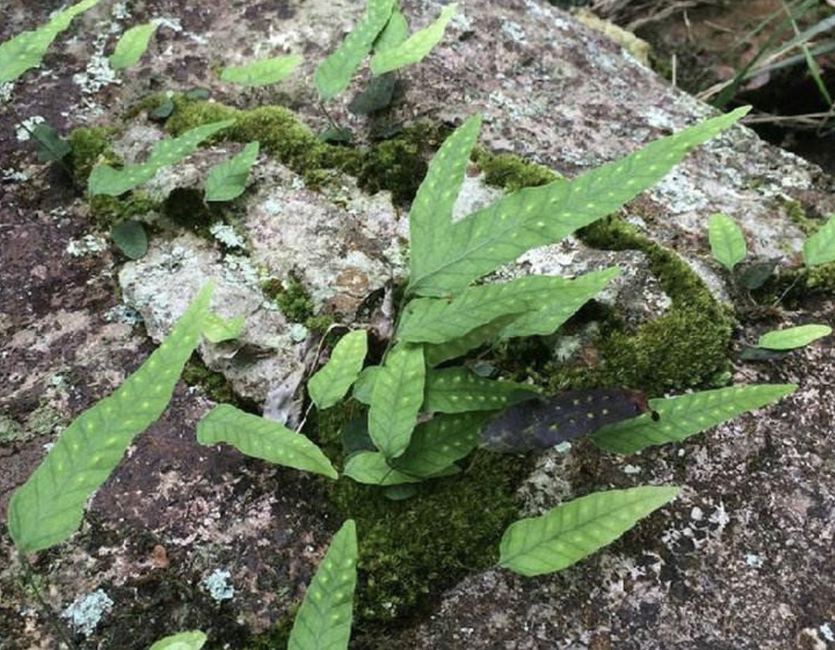 农村常见不起眼的野草叶子像鸡眼,山谷的野草