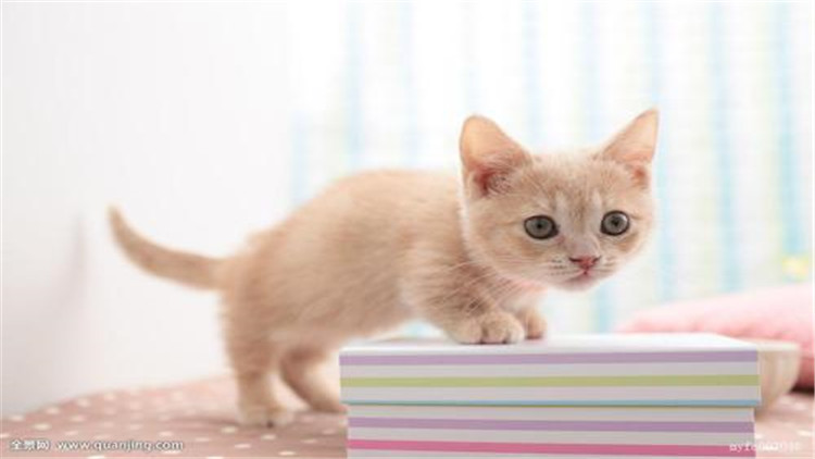 怎样给长毛猫咪洗澡能把毛洗柔顺,猫咪掉毛最好的方法