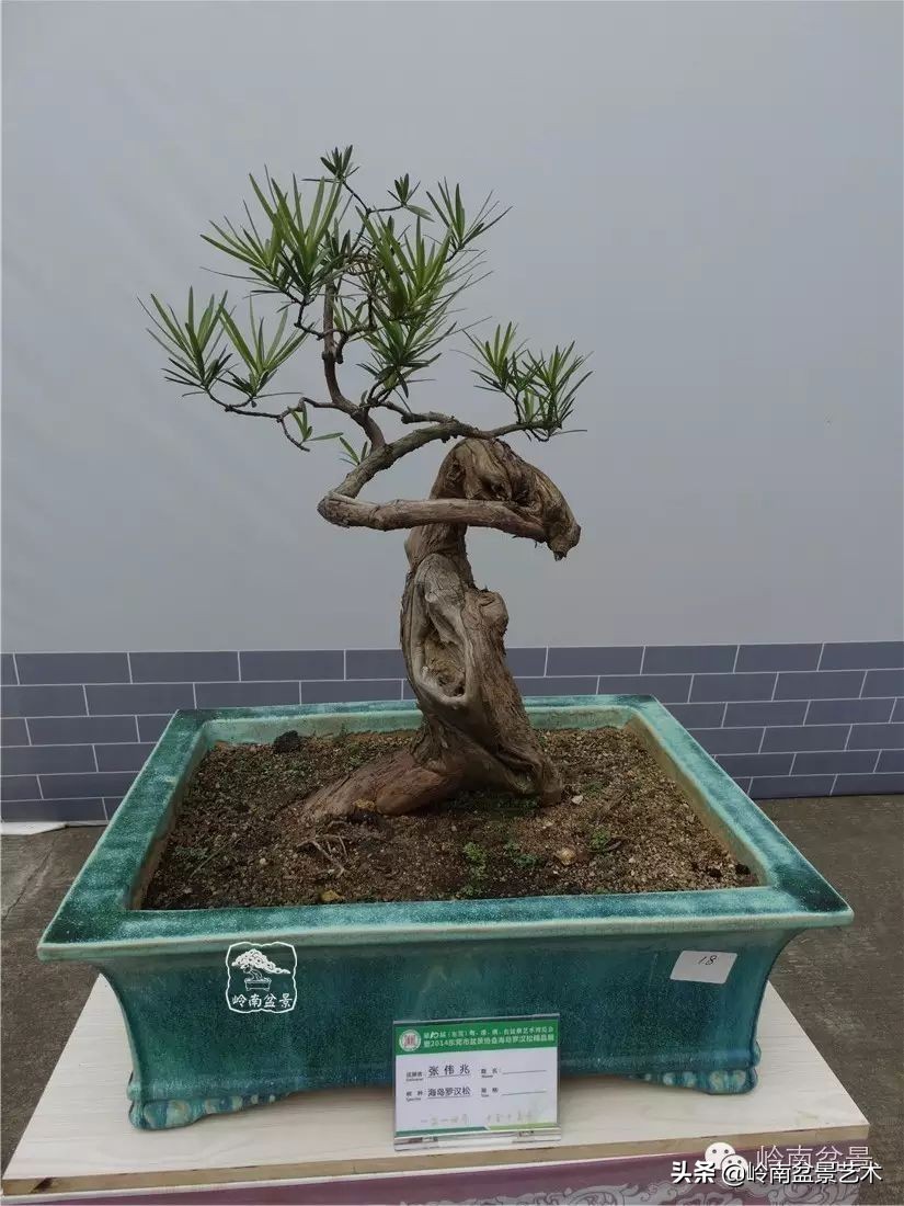 罗汉松盆景开运招财，非其莫属！清风雅韵，当之无愧！