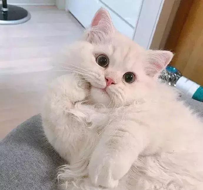 巧虎你好再见,巧虎你好新朋友绘本内容