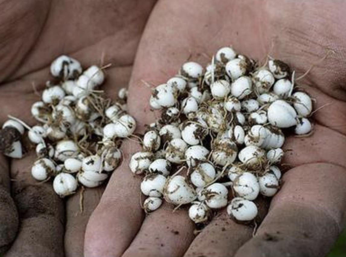 山上1元一斤的药材,自己种植贝母1斤多少钱