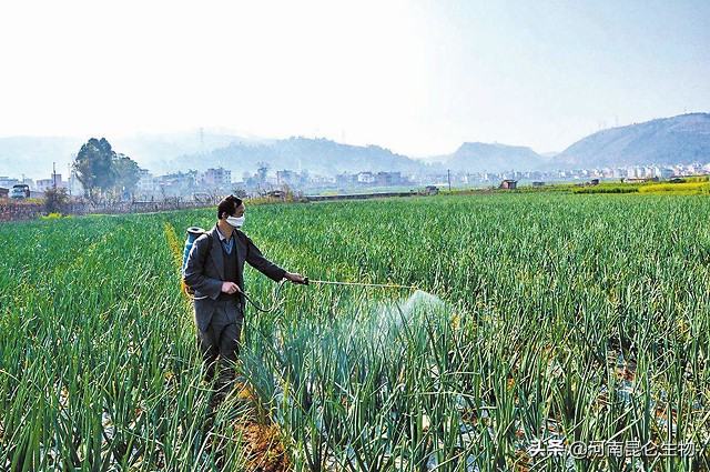 洋葱烂根的治疗方法,洋葱重茬用什么药