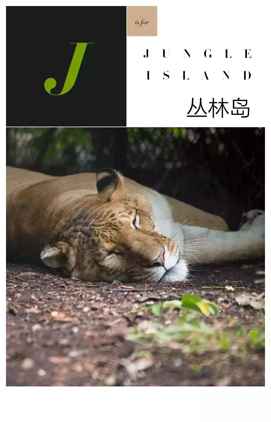 第五大道纽约,美国第五大道是一条街吗