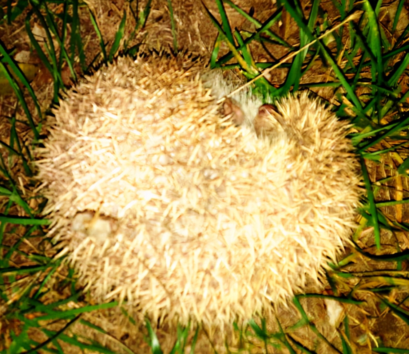 刺猬经常出现在哪里,刺猬在小时候常见吗