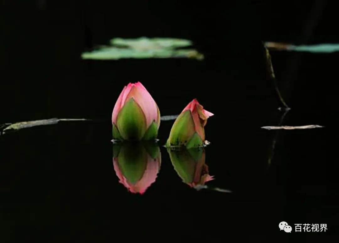 邯郸市女性摄影家,邯郸市女子摄影协会