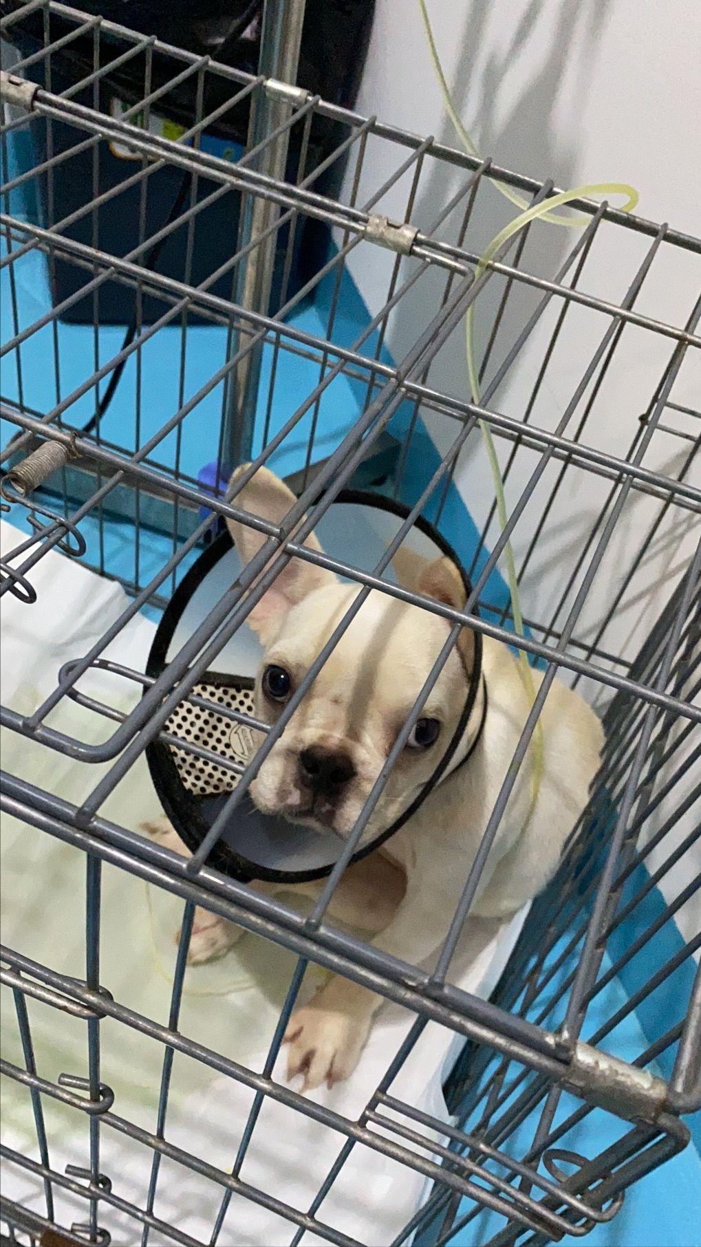 买一只小法斗多少钱,狗市买的小法斗