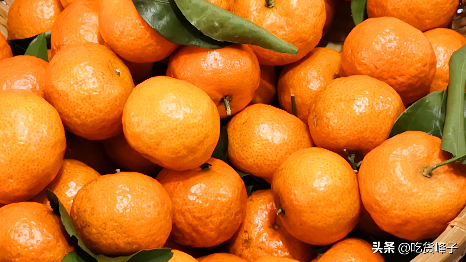砂糖橘哪个季节好吃,过年少不了的砂糖橘