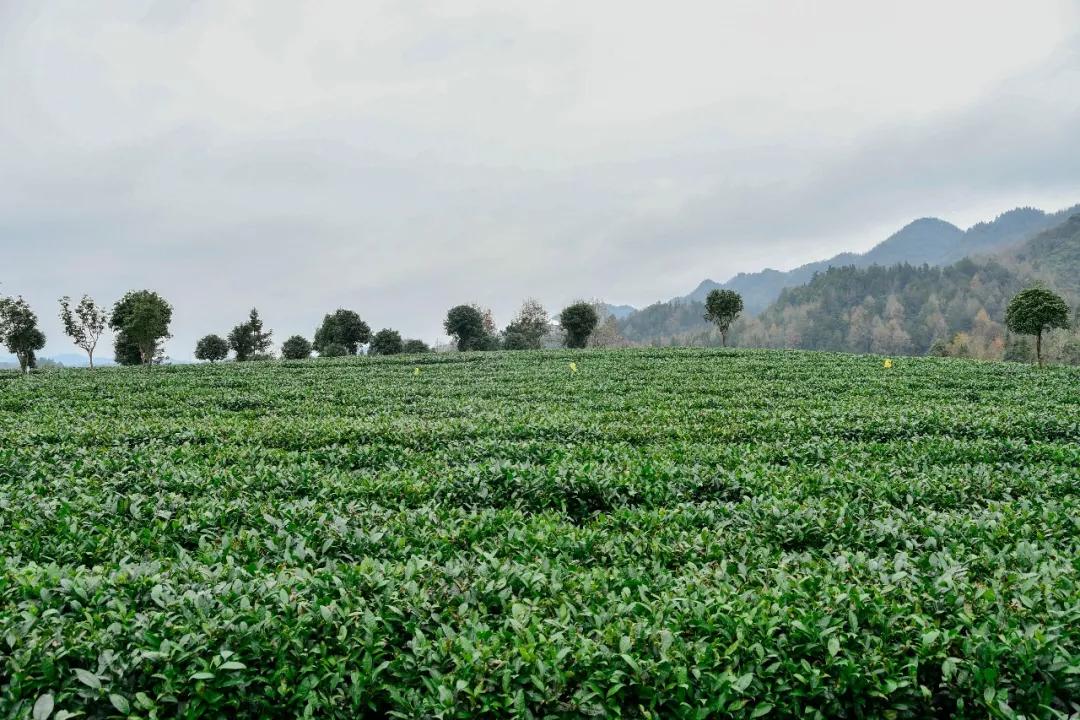 醉美遵义,醉美新遵义