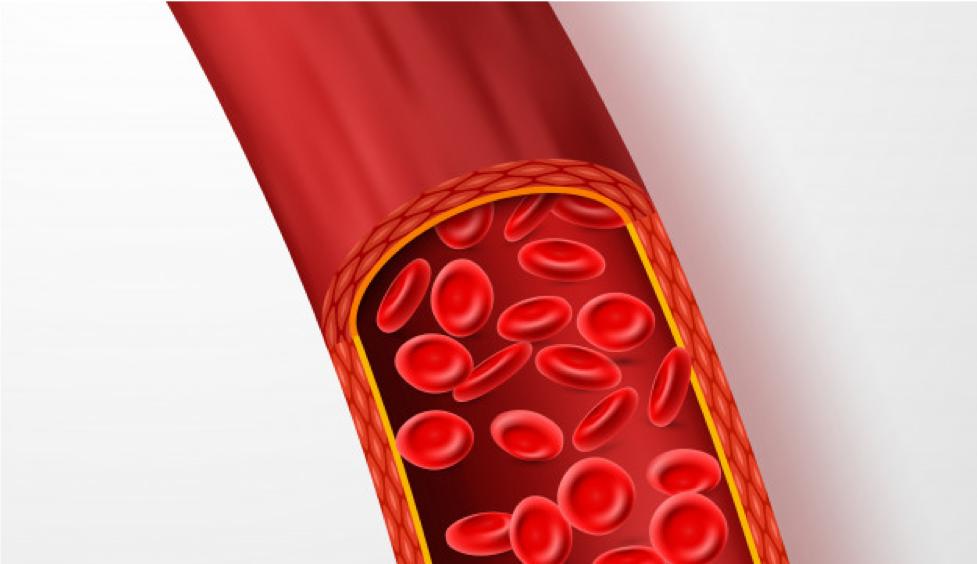 熊猫血人群的福音：“通用熊猫血”获得极大进展