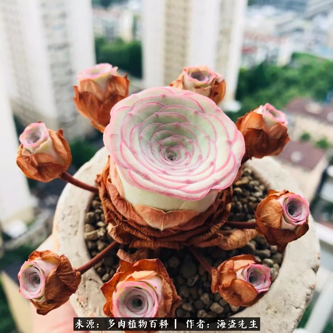 介绍多肉生长特点,多肉植物科普讲解图片视频