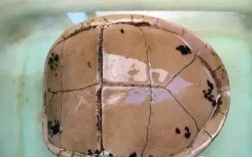 三线闭壳龟和潘氏闭壳龟区别,金头闭壳龟和三线闭壳龟同池