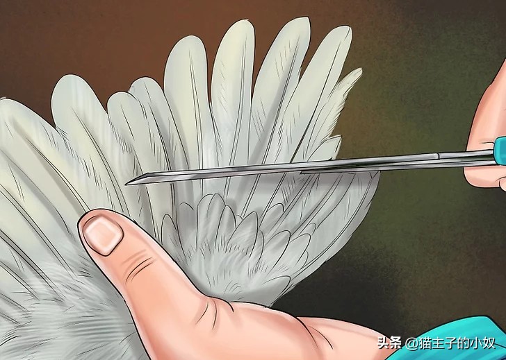 鹦鹉被主人剪断整个翅膀,鹦鹉被主人拔羽管