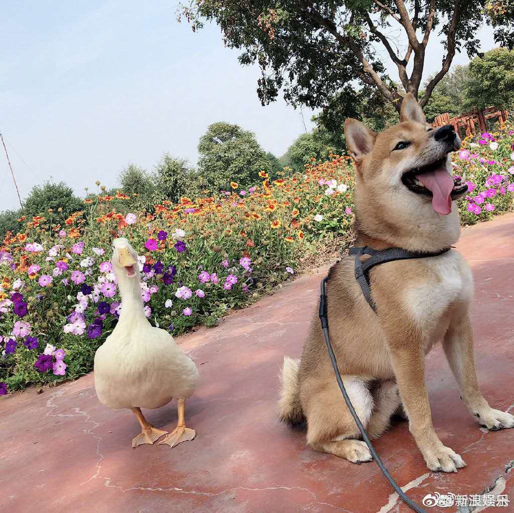 王珞丹寻鸭启事是怎么回事,王珞丹回应寻鸭完整版