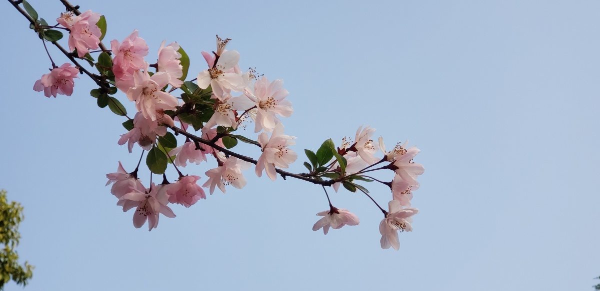 春江水暖鸭先知兴化,春江水暖鸭先知是在靖江写的吗