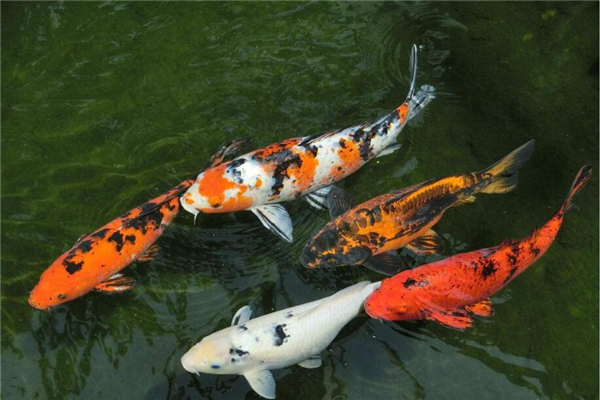 如何养殖锦鲤小鱼苗,川江锦鲤养殖