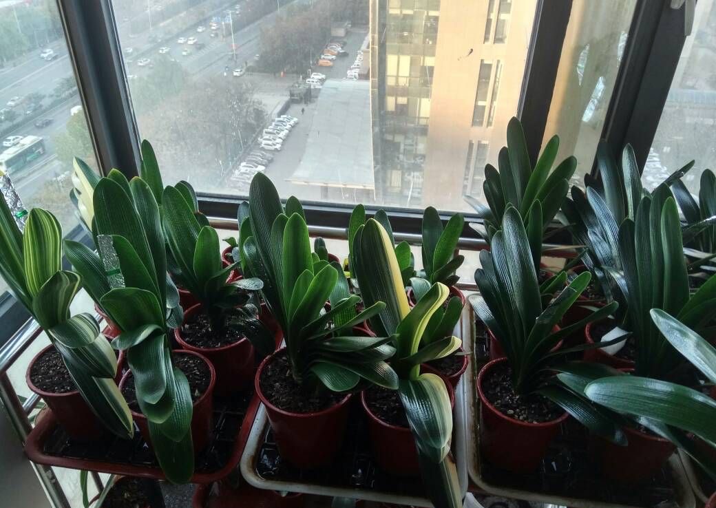 夏季养护好君子兰的八个注意事项,养君子兰注意4点度夏方法