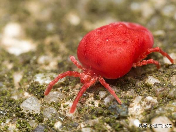 苍蝇看你像慢动作*放播**以及9种不可思议的动物