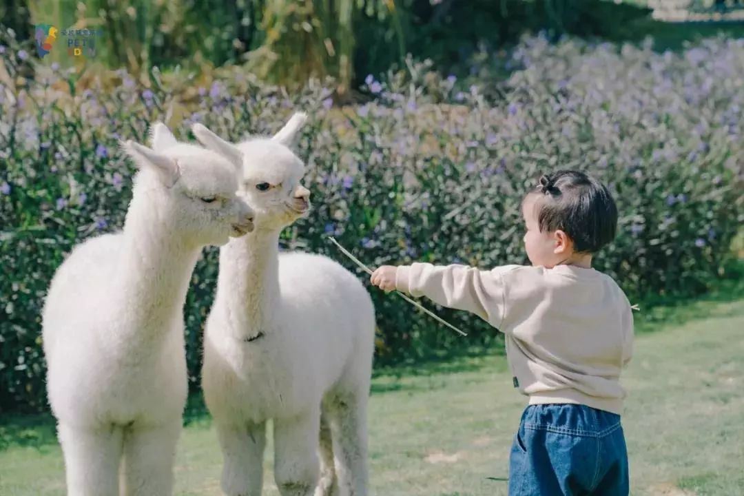 2021古滇星光跨年音乐嘉年华,昆明跨年古滇七彩云南欢乐世界