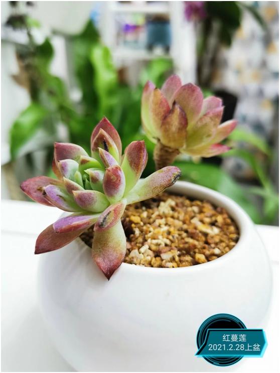 多肉虐我千百遍，我待多肉如初恋