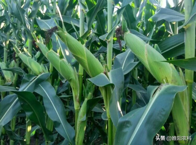 玉米种植每亩多少棵,种植鲜食玉米每亩的效益