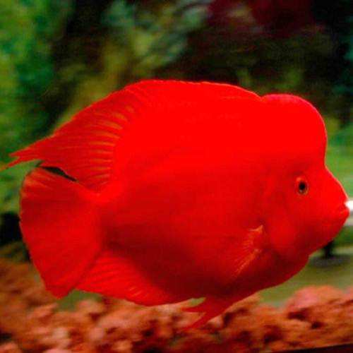 观赏鱼怎么饲养好看又简单,户外勇哥抓观赏鱼