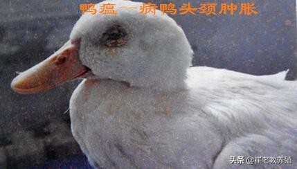 鸭子得了鸭瘟能打鸭瘟疫苗吗,预防鸭瘟的最佳方法