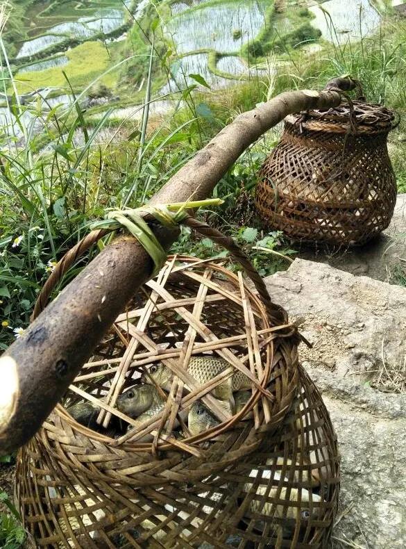 稻田养鱼生意如何做才好,稻田养鱼收入有哪些方面