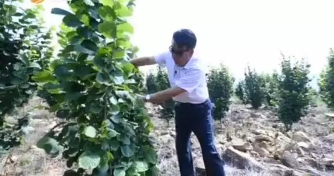 石头缝里长出的榛子树，你见过吗？