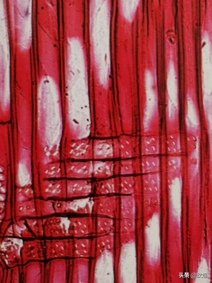 阴沉木和乌木是同一种木吗,阴沉木是什么木