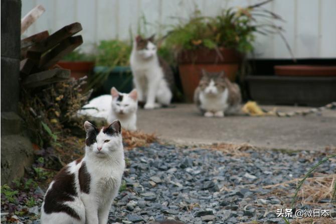 日本关东地区攻略,日本东北要塞游玩