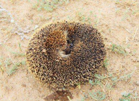 刺猬的分布地区,非洲刺猬分布在哪里